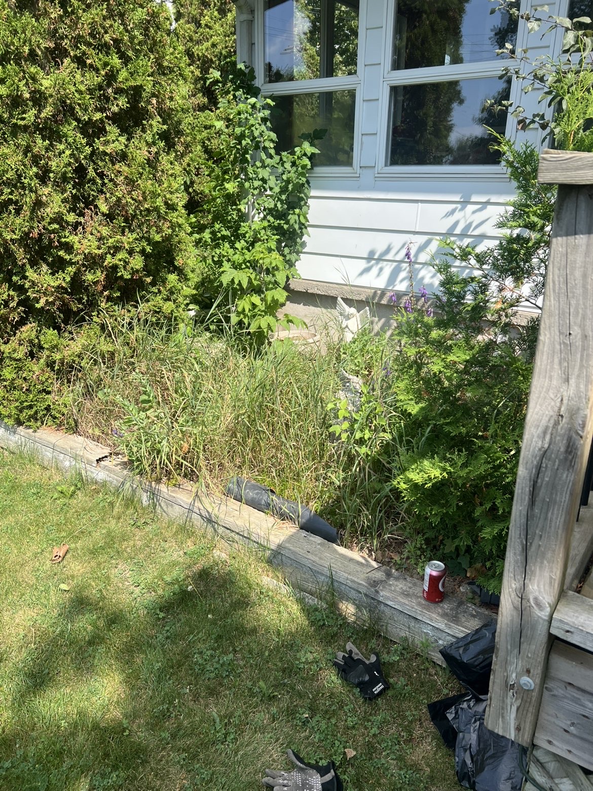 Overgrown garden bed with weeds before cleanup